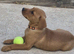 3 lovely lab pup