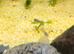 Malaysian Trumpet Snails juveniles