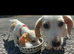 Here I have my two lovely bagel puppies for sale