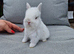 Netherland dwarf boy ready for reserve