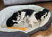 KC CAVALIER KING CHARLES TRI GIRL AVAILABLE