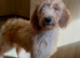 Beautiful Irishdoodle puppies
