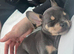 Loving 1 year old Male Chihuahua x French Bulldog for sale