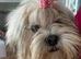 Lhasa Aposo Female