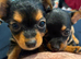 2 CHORKIE PUPPIES FOR SALE