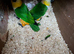 A pair of Caiques—specifically the Black-headed variety—proven for breeding.