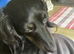 Only 2 left Petite size long haired kc dachshund puppies highly dna tested parents low coefficient %