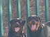 4 gorgeous puppies 3 boys 1 girl