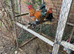 Gold partridge cockerels for free