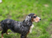 Rocky 4 year old male