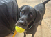 Nervous 2yr old male black lab cross