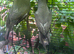 Green and gray Indian ring neck
