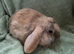 Beautiful Female Rabbits for sale