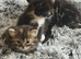 Maine coon x domestic kittens