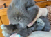 Mini lop babies