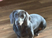 8 months blue sausage