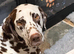 9 Beautiful Dalmation puppies