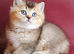 READY TO RESERVE Stunning golden shaded male British shorthair kitten
