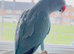 Very beautiful blue Indian ringnick parrot