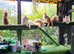 Maine Coon kittens ready now
