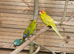 Kakarikis for sale