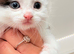 Stunning male black and white kitten