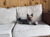 Tiny Yorkshire Terriers