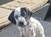 Dalmatian x Sprollie