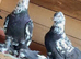 Fancy pigeons
