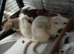 Three female rats for sale!