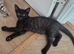 6 playful kittens ..ready now 2 left