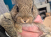 3 boys left! Agouti colored Netherland Dwarf Rabbits