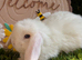 Mini lop