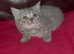 Stunning blue/lilac British blue kittens
