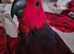 Female eclectus parrots