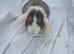 Baby rabbits mini lop