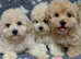Multipoos puppies