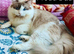 Stunning Ragdoll boy Looking for his Forever Home