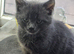 Kitten Ready to be Rehomed