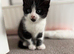 Kitten
