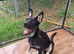 2 male german shepherd puppies.