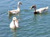 Sexed Female Indian Runner Ducks