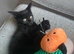 4 Playful Black kittens