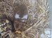 Lots of baby Syrian hamsters