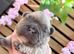 French bulldog puppies