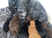 F1B Cockapoo Puppies
