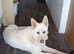 REHOME OUR HANDSOME BOY IN WALSALL