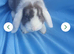 Baby rabbits