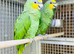 Amazon parrot