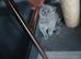 British shorthair 6 weeks